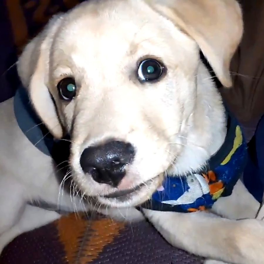 Holu, our Labrador puppy who survived parvo in puppies and distemper