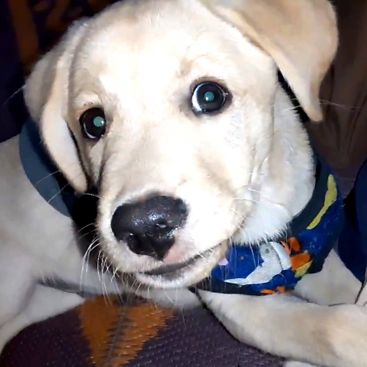 Holu, our Labrador puppy who survived parvo in puppies and distemper