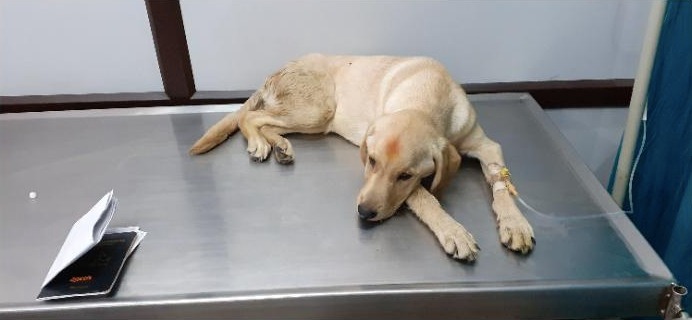 Holu at the clinic during his fight against parvo in puppies
