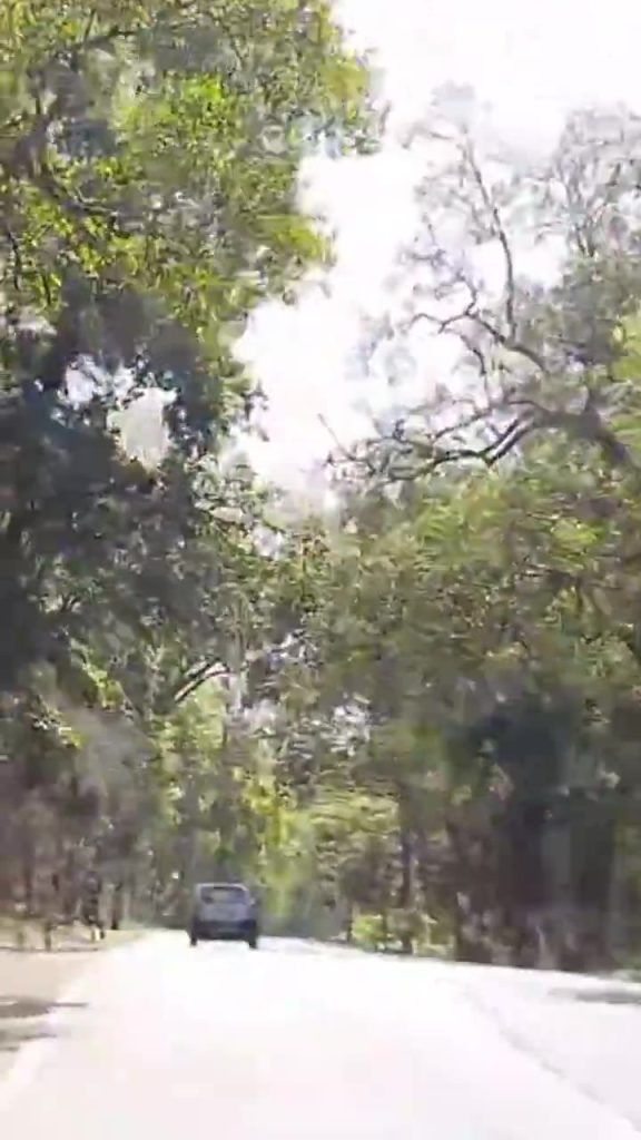 Forest road to Kunjapuri Temple via Narendra Nagar